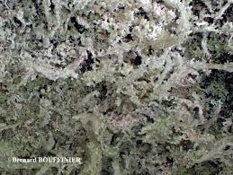 Attēlu rezultāti vaicājumam “Cladonia parasitica”