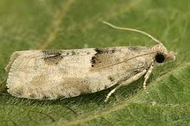 Attēlu rezultāti vaicājumam “Epinotia bilunana”