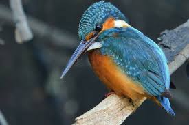 Attēlu rezultāti vaicājumam “Hippolais caligata adult”