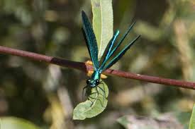 Attēlu rezultāti vaicājumam “Calopteryx virgo”