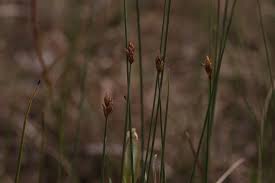 Attēlu rezultāti vaicājumam “Carex chordorrhiza”