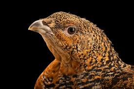 Attēlu rezultāti vaicājumam “Tetrao urogallus”