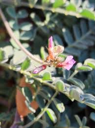 Attēlu rezultāti vaicājumam “Astragalus arenarius fruit”
