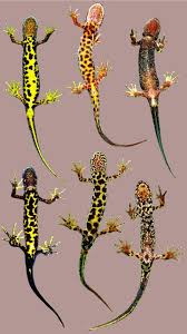 Attēlu rezultāti vaicājumam “Triturus cristatus”