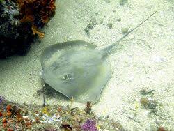 Image result for Dasyatis chrysonota