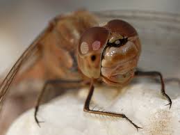 Attēlu rezultāti vaicājumam “Sympetrum vulgatum female”