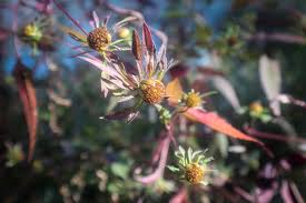 Attēlu rezultāti vaicājumam “Bidens frondosa flower”