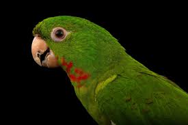 Attēlu rezultāti vaicājumam “Reticularia jurana macro”