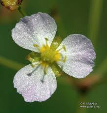 Attēlu rezultāti vaicājumam “Alisma plantago-aquatica flower”
