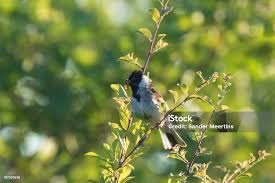 Attēlu rezultāti vaicājumam “Emberiza schoeniclus male”