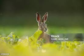Attēlu rezultāti vaicājumam “Lepus europaeus”