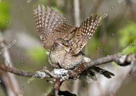 Attēlu rezultāti vaicājumam “Jynx torquilla adult”