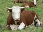 red and white cow on green - via Daymix