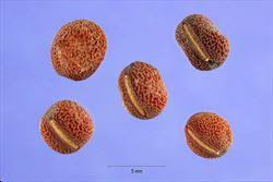 Attēlu rezultāti vaicājumam “Lathyrus latifolius fruit”