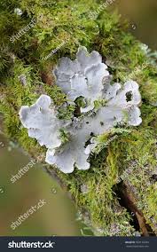 Attēlu rezultāti vaicājumam “Peltigera canina”