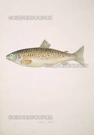 Image result for Salmo trutta trutta