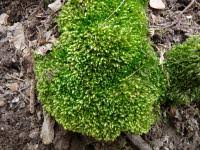 Attēlu rezultāti vaicājumam “Plagiothecium cavifolium”