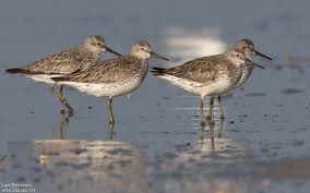Image result for Calidris tenuirostris