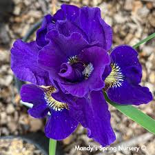Attēlu rezultāti vaicājumam “Iris sibirica flower”