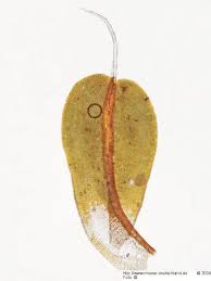 Attēlu rezultāti vaicājumam “Syntrichia virescens”