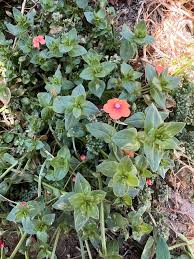 Attēlu rezultāti vaicājumam “Anagallis arvensis flower”