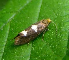 Attēlu rezultāti vaicājumam “Incurvariidae”