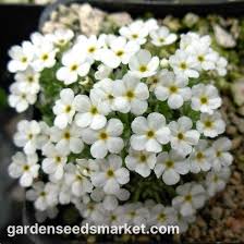 Attēlu rezultāti vaicājumam “Androsace septentrionalis fruit”