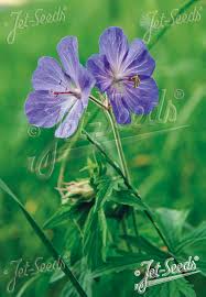 Attēlu rezultāti vaicājumam “Geranium pratense leaf”