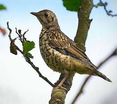Attēlu rezultāti vaicājumam “Turdus viscivorus”