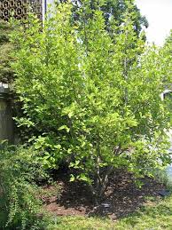 Attēlu rezultāti vaicājumam “Hamamelis vernalis”