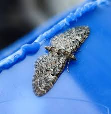 Attēlu rezultāti vaicājumam “Eupithecia icterata female”