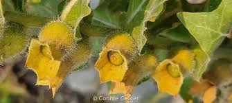 Attēlu rezultāti vaicājumam “Hyoscyamus niger fruit”