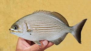 Image result for Kyphosus