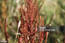 Attēlu rezultāti vaicājumam “Rumex aquaticus bud”