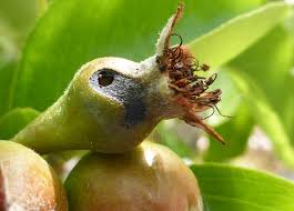 Attēlu rezultāti vaicājumam “Hoplia parvula imago”