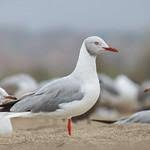 Image result for Chroicocephalus philadelphia