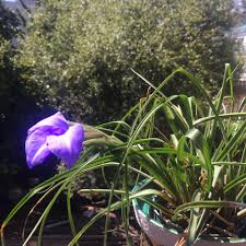Image result for tillandsia umbellata