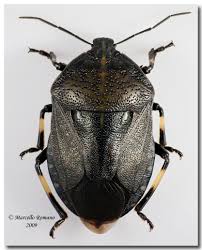 Attēlu rezultāti vaicājumam “Jalla dumosa”