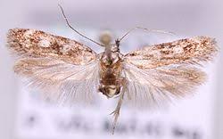 Attēlu rezultāti vaicājumam “Gelechia jakovlevi”