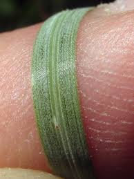 Attēlu rezultāti vaicājumam “Helictotrichon pratense leaf”