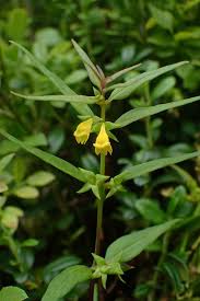 Attēlu rezultāti vaicājumam “Melampyrum sylvaticum”