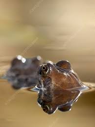 Attēlu rezultāti vaicājumam “Rana temporaria”