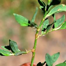 Attēlu rezultāti vaicājumam “Polygonum aviculare leaf”