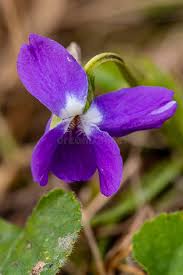 Attēlu rezultāti vaicājumam “Viola hirta”