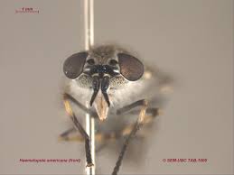 Attēlu rezultāti vaicājumam “Haematopota sp.”