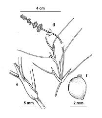 Attēlu rezultāti vaicājumam “Stuckenia pectinata”