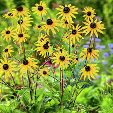 Image result for Sonnenhut