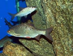 Image result for Rutilus rutilus