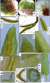 Attēlu rezultāti vaicājumam “Gymnostomum calcareum”