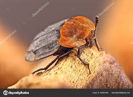 Attēlu rezultāti vaicājumam “Oiceoptoma thoracicum”